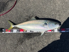 ブリの釣果