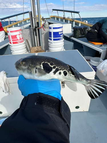 トラフグの釣果