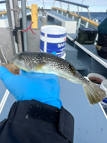 ショウサイフグの釣果