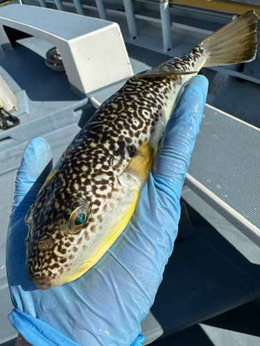 ショウサイフグの釣果