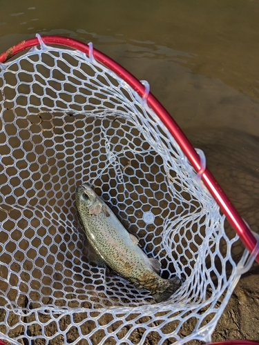 ニジマスの釣果