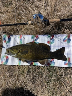 スモールマウスバスの釣果