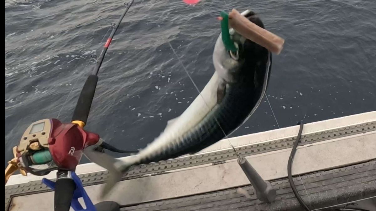 はがちゃんネルさんの釣果 1枚目の画像