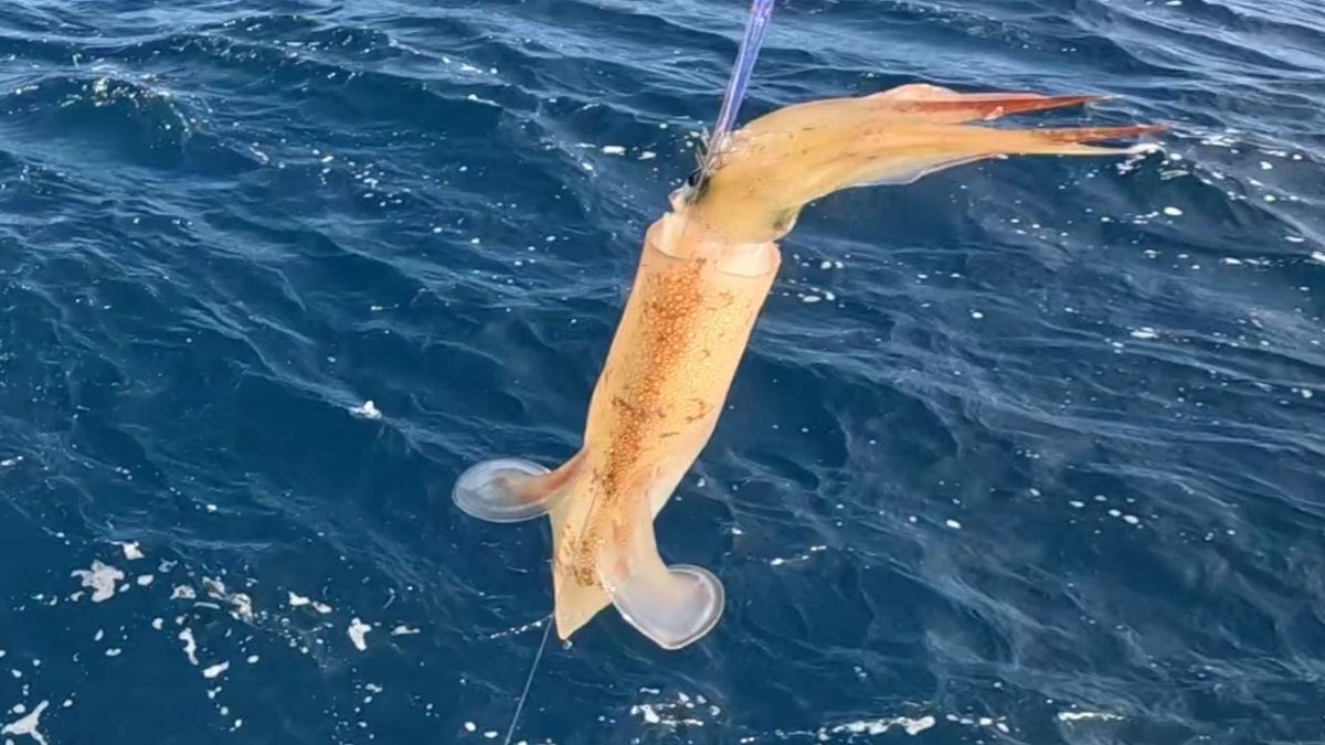 はがちゃんネルさんの釣果 2枚目の画像