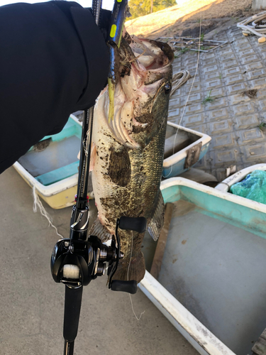 ブラックバスの釣果