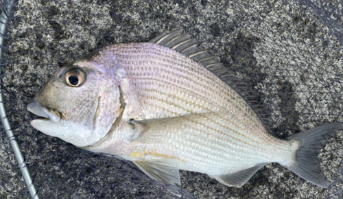 ヘダイの釣果