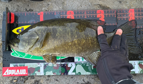 スモールマウスバスの釣果