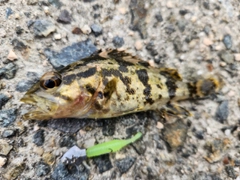 タケノコメバルの釣果