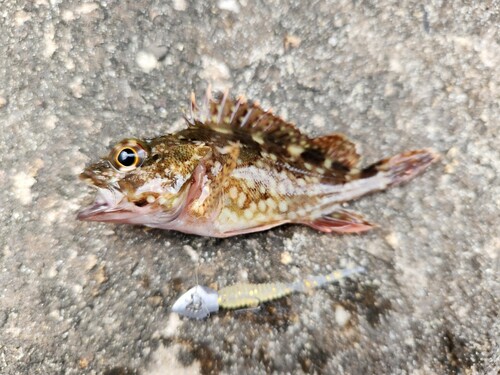 カサゴの釣果