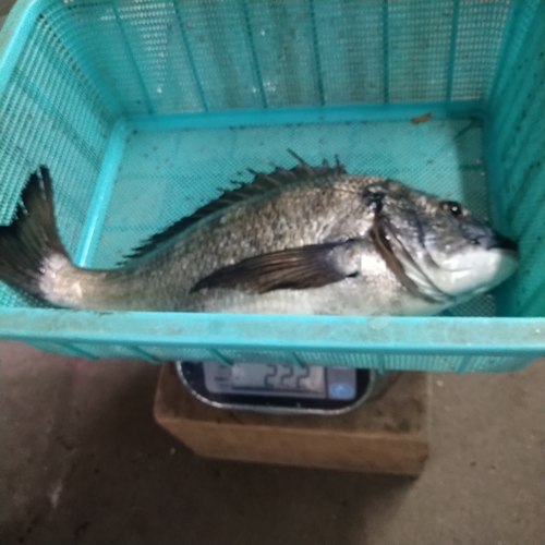 クロダイの釣果