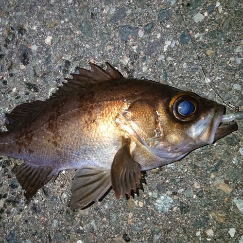 メバルの釣果