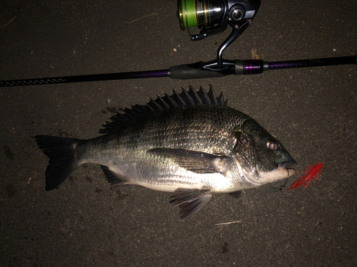 クロダイの釣果