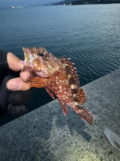 アラカブの釣果