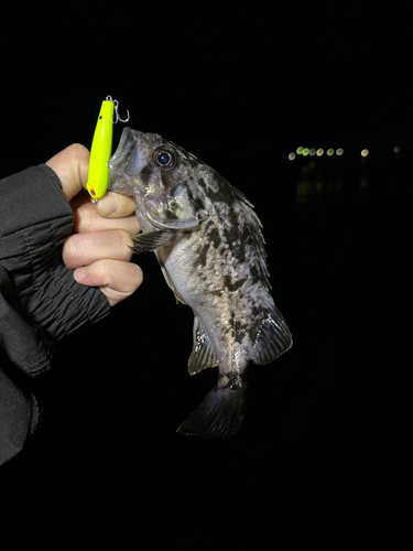 クロソイの釣果