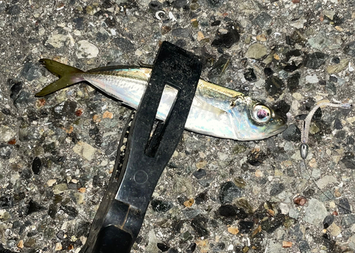 荒れても 普通にアジ釣れちゃいます アジュール舞子温泉裏