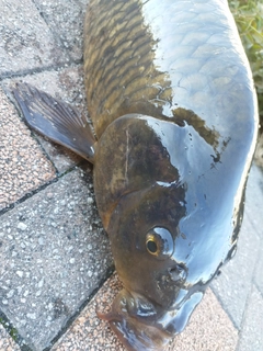 コイの釣果