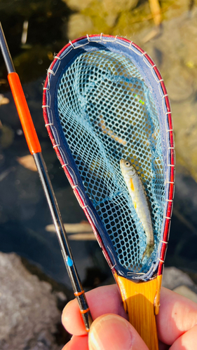 ウグイの釣果