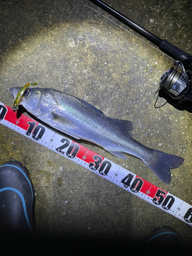 シーバスの釣果