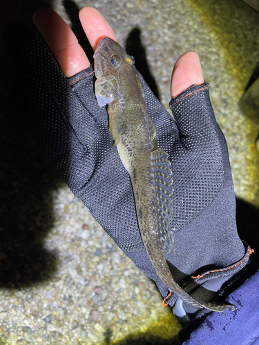 ハゼの釣果