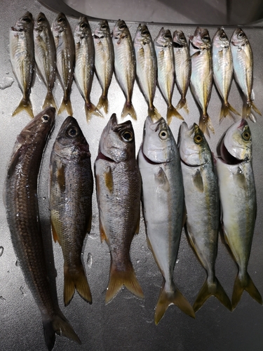 ツバスの釣果