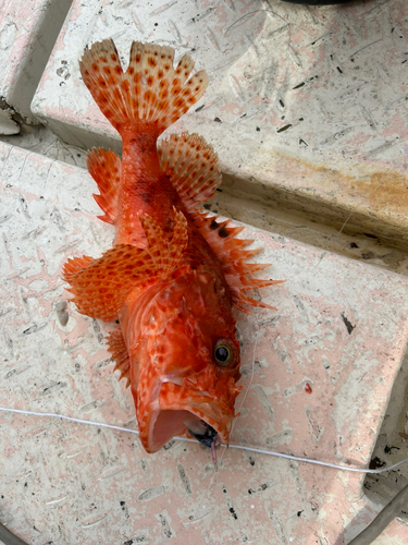 オニカサゴの釣果