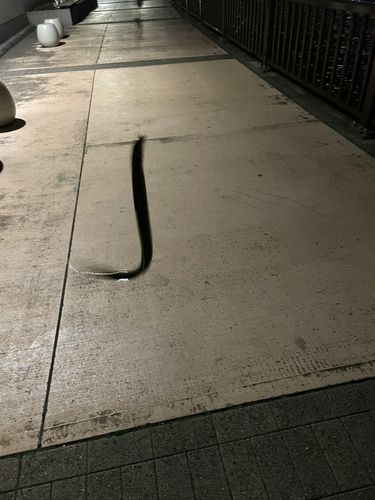 ウナギの釣果