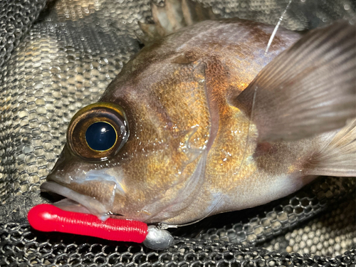 シロメバルの釣果