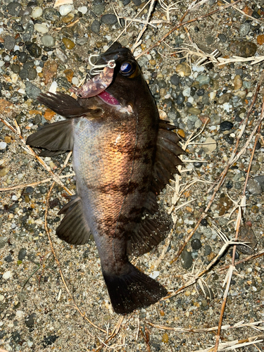 メバルの釣果