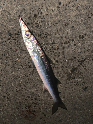 カマスの釣果