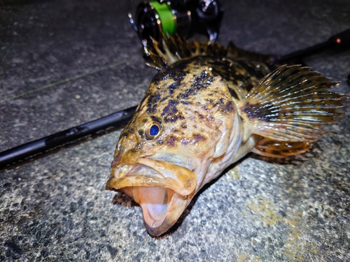 ベッコウゾイの釣果