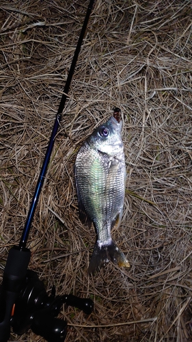 キビレの釣果