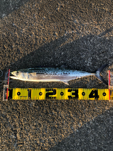 サゴシの釣果