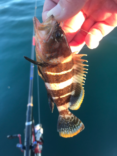 チャイロマルハタの釣果