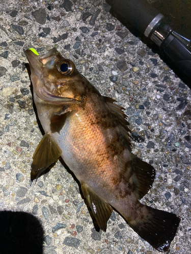 メバルの釣果