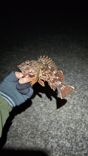 カサゴの釣果