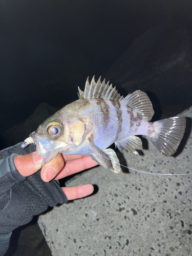 メバルの釣果