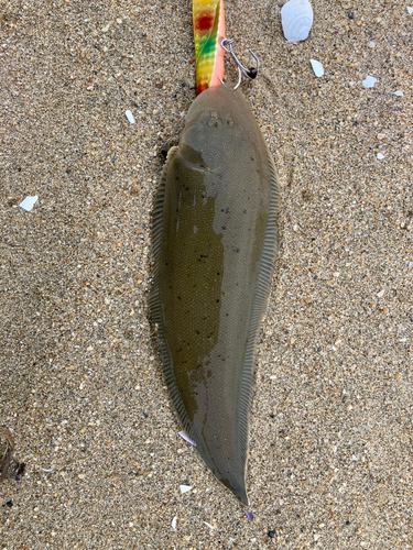 ウシノシタの釣果