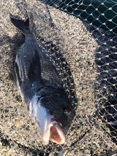 チヌの釣果