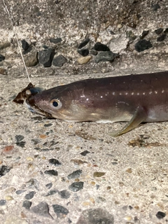 マアナゴの釣果