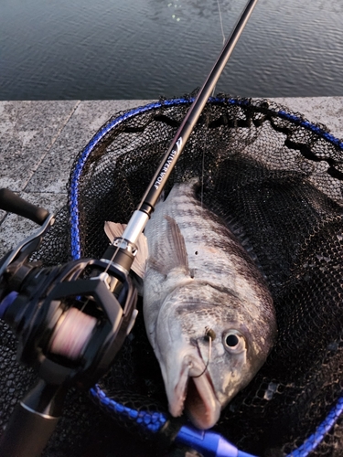 チヌの釣果