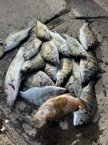 クロダイの釣果