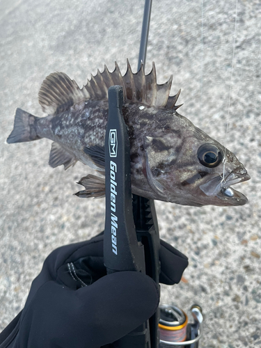 ソイの釣果