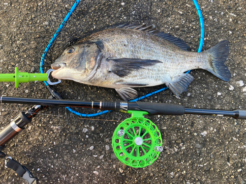 チヌの釣果