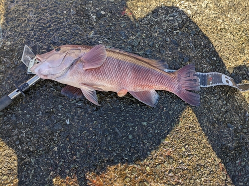 コブダイの釣果