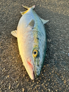 メジロの釣果