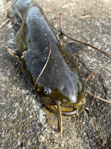 ナマズの釣果