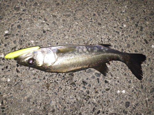 スズキの釣果