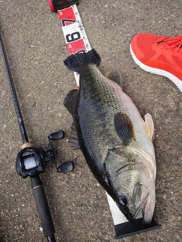 ブラックバスの釣果