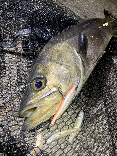 スズキの釣果