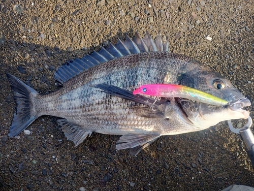 チヌの釣果